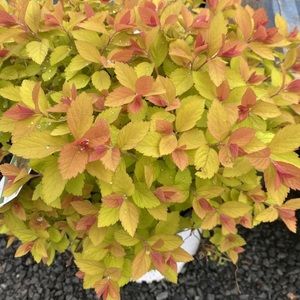 Meet your Posher, Brianne